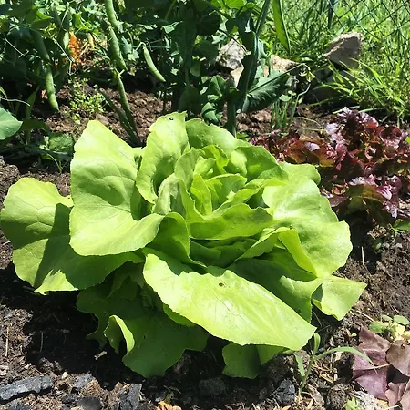 La Galayca El Barcenal