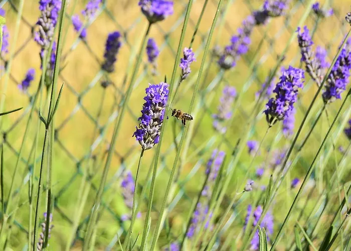 Apartment La Galayca