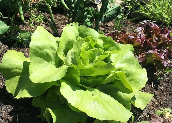 La Galayca El Barcenal